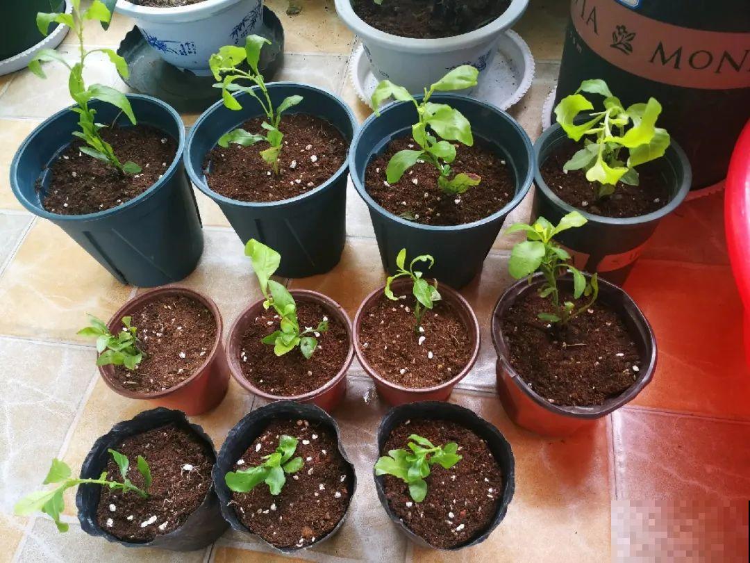 10种花,现在赶紧扦插,随便插土里就能活 10种花,现在赶紧扦插,随便插土里就能活