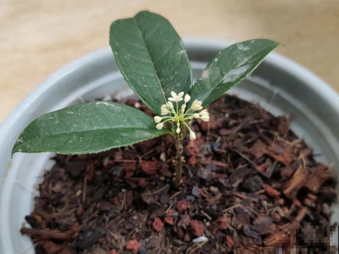10种花,现在赶紧扦插,随便插土里就能活 10种花,现在赶紧扦插,随便插土里就能活