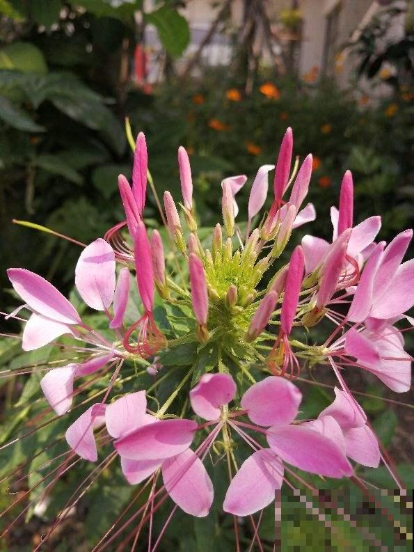 3种花开花就像小蝴蝶,好养皮实,种上一片美翻了 3种花开花就像小蝴蝶,好养皮实,种上一片美翻了