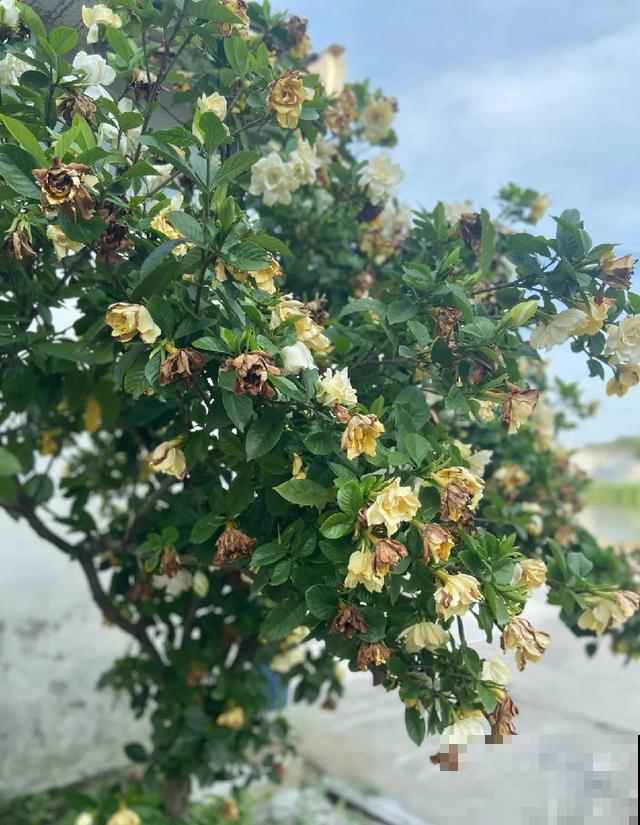 地栽的花就是强大，屋外疯长一院子，屋内孱弱不开花