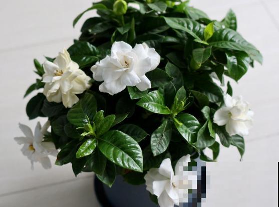 家里的花开一次,就再也不开了,赶紧施点“催花肥”! 家里的花开一次,就再也不开了,赶紧施点“催花肥”!