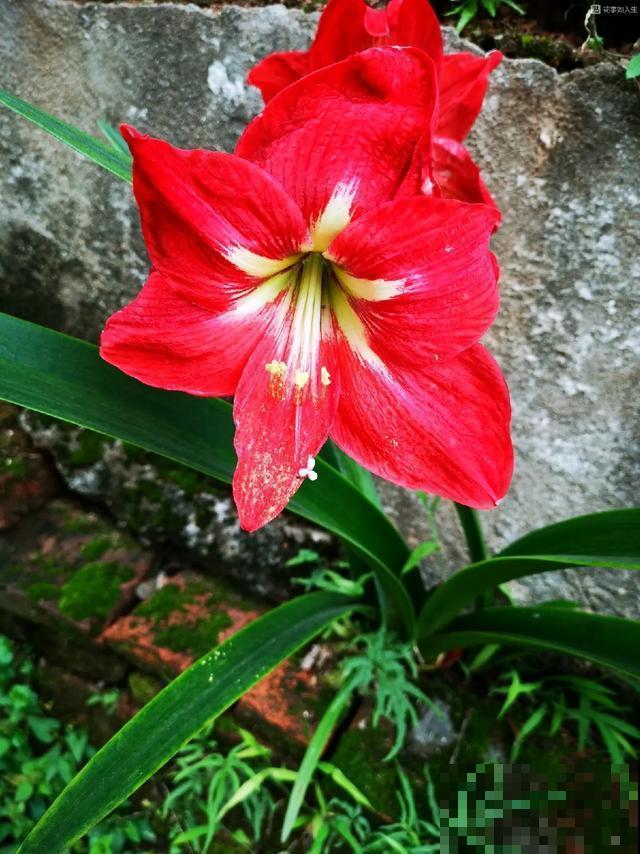 真正的花坚强,墙缝、地缝都能长,开花特别旺! 真正的花坚强,墙缝、地缝都能长,开花特别旺!