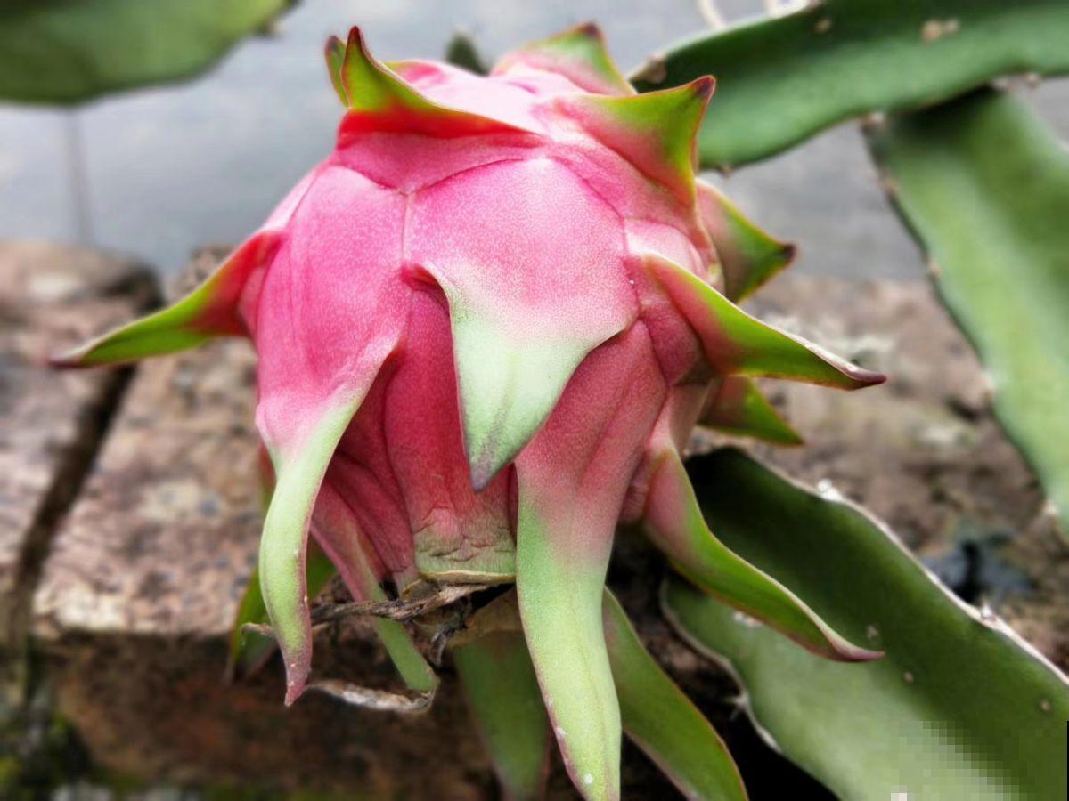 夏天就得多吃瓜,清热解毒还消暑,挑到好瓜最重要 夏天就得多吃瓜,清热解毒还消暑,挑到好瓜最重要