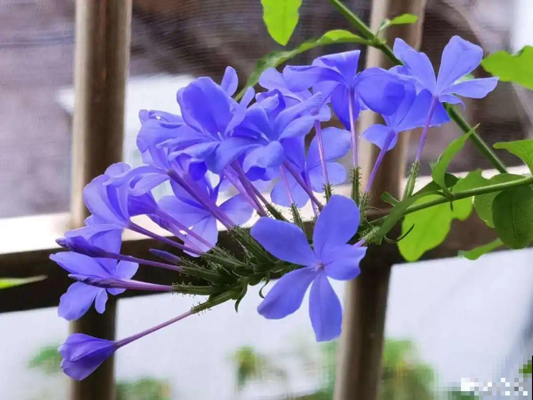 家里养这花，开成了花帘子，邻居都有眼福了！