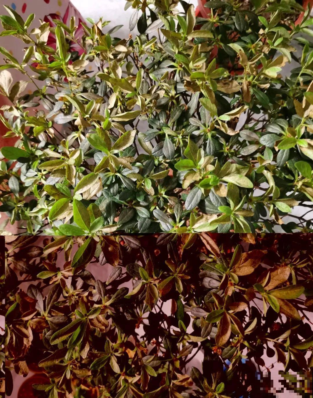 夏天花卉叶子哗哗掉,赶紧遮阴,不然掉成光杆司令 夏天花卉叶子哗哗掉,赶紧遮阴,不然掉成光杆司令