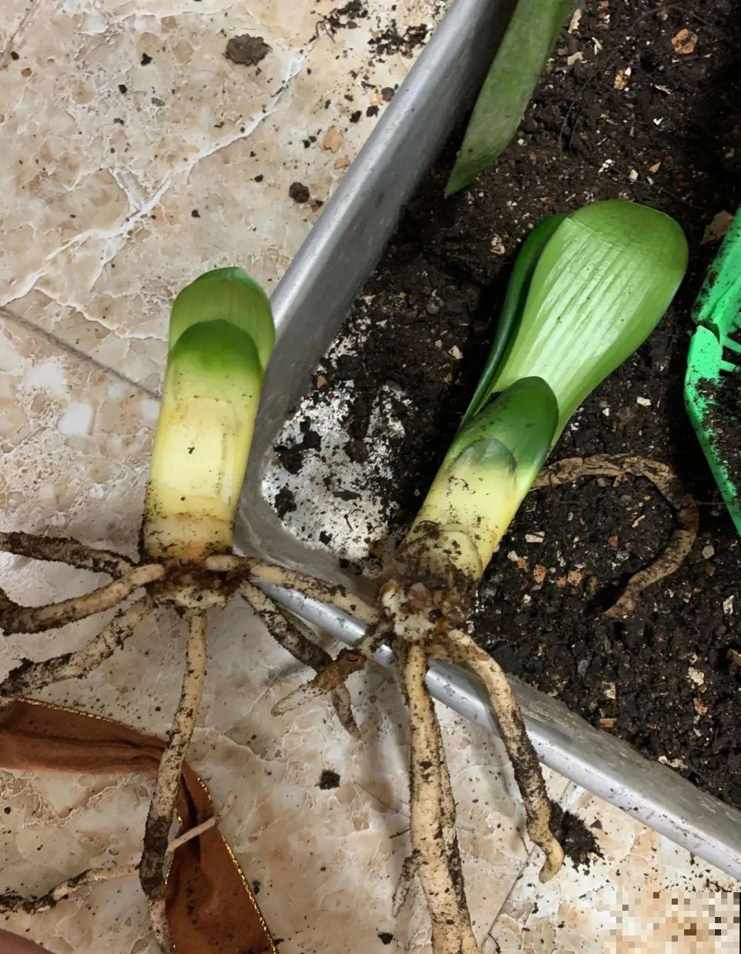 3种花不用扦插,掰下来就能活,1盆变10盆,懒人也能养! 3种花不用扦插,掰下来就能活,1盆变10盆,懒人也能养!