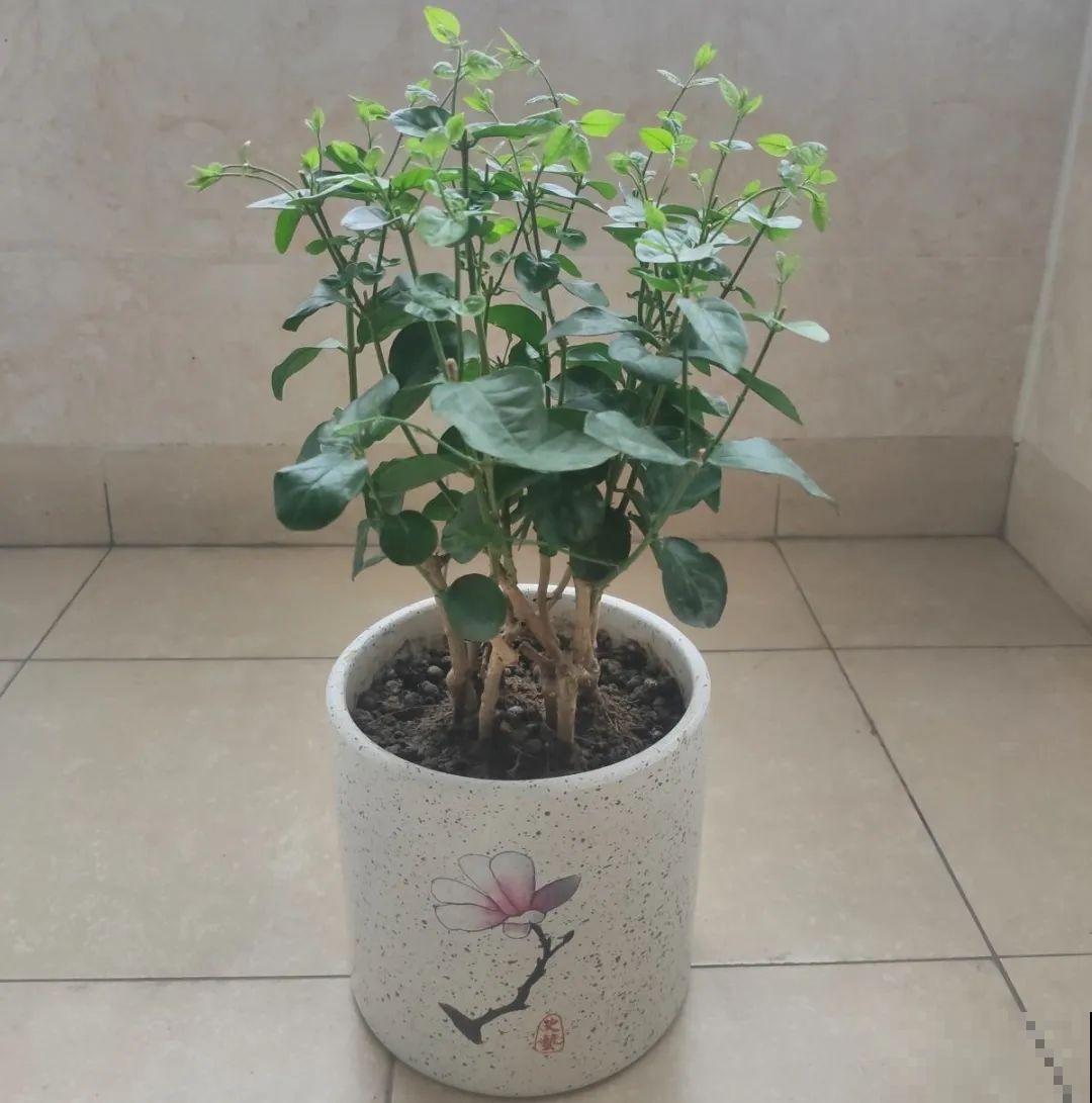 茉莉花后赶紧剪,剪完就开花,一直剪一直开! 茉莉花后赶紧剪,剪完就开花,一直剪一直开!