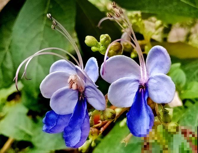 16个植物冷知识,第一次听说,太神奇了! 16个植物冷知识,第一次听说,太神奇了!