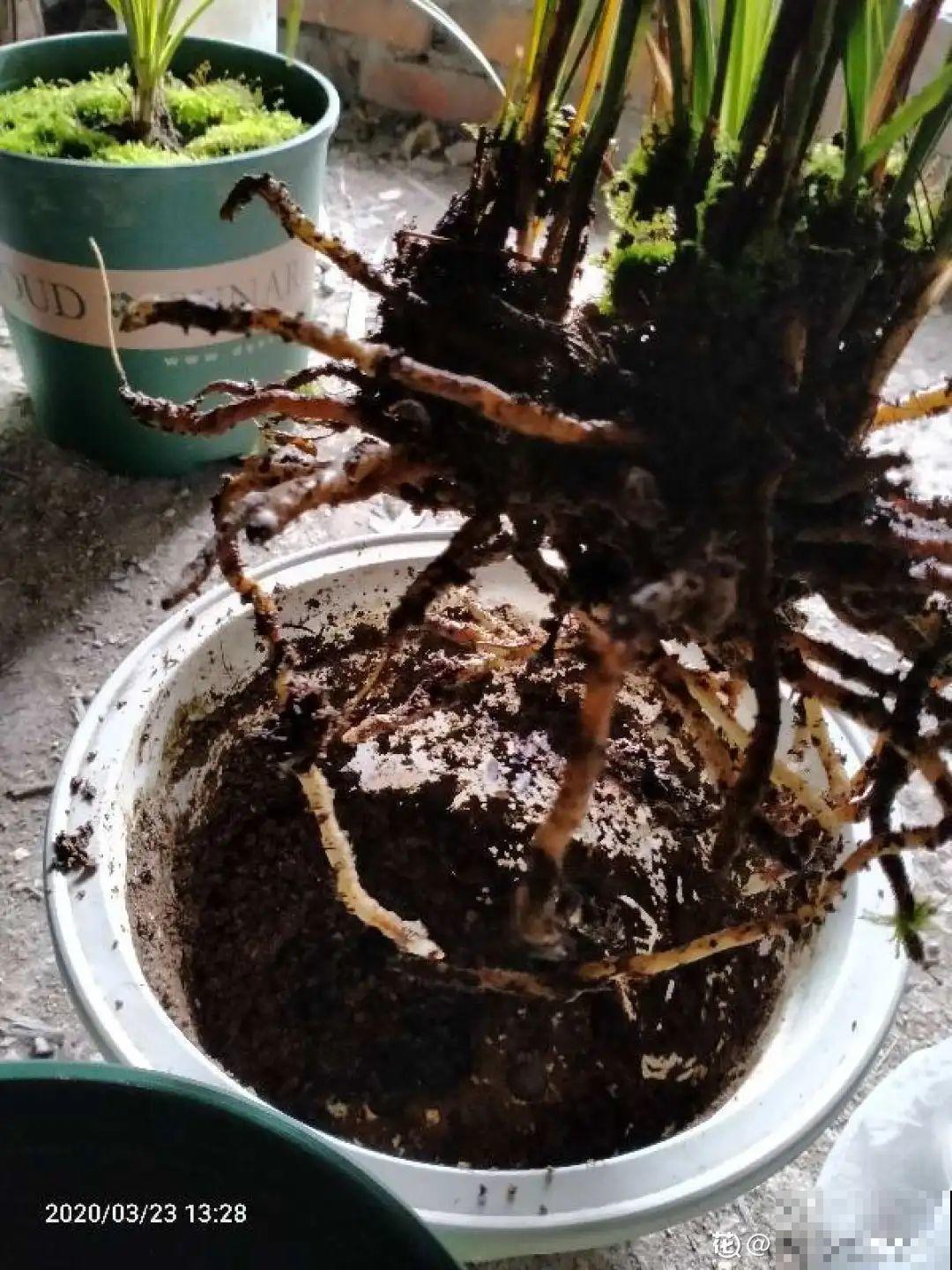 花盆里冒了小蘑菇,太吓人,赶紧丢了! 花盆里冒了小蘑菇,太吓人,赶紧丢了!