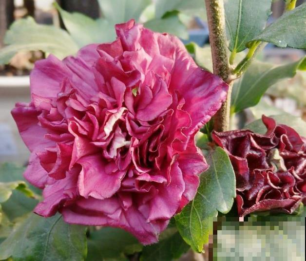 路边的木槿花开了,老人摘了一大筐,上锅蒸比肉还香! 路边的木槿花开了,老人摘了一大筐,上锅蒸比肉还香!