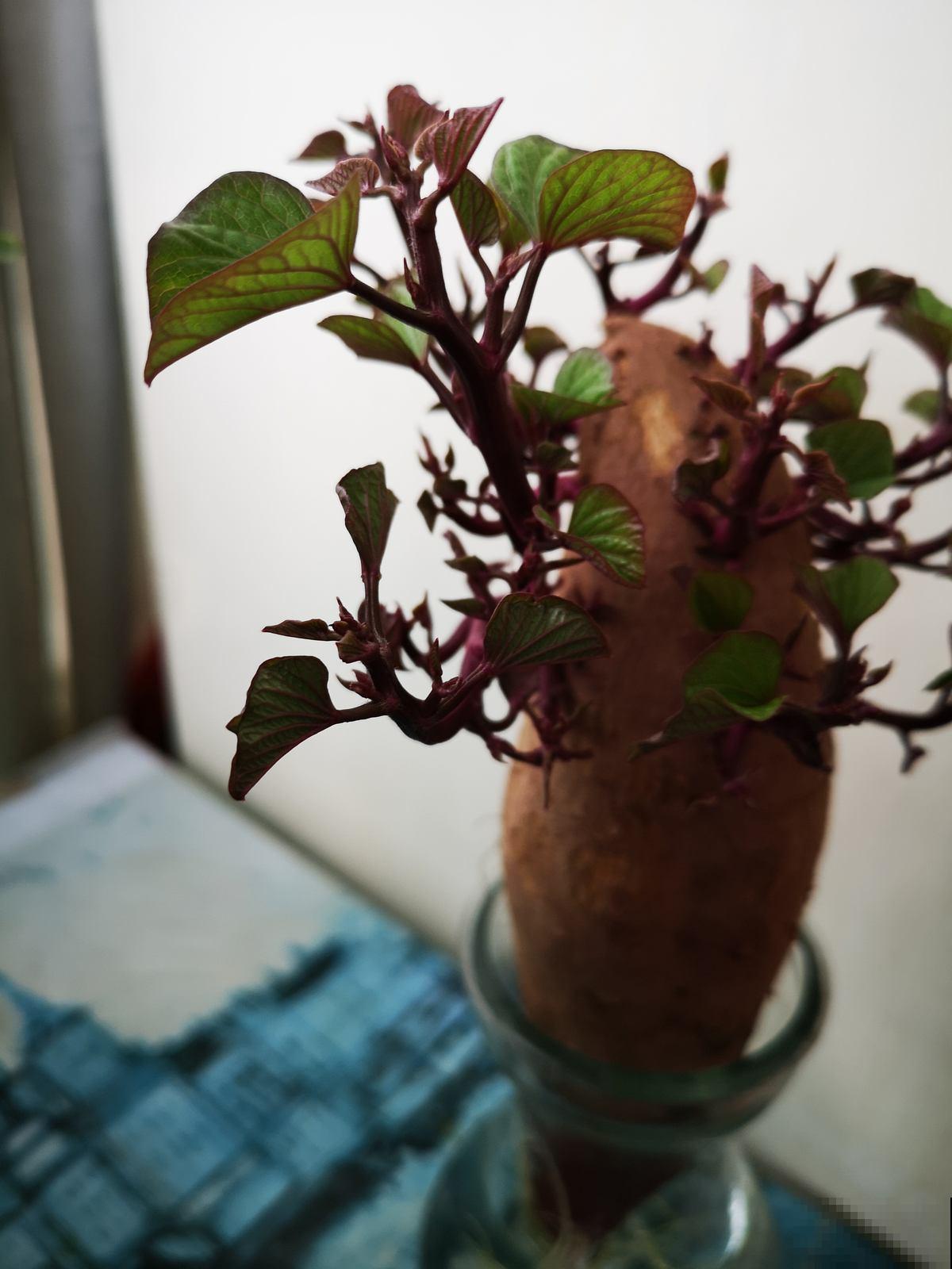 阳台种4种菜,一年四季都能吃,省了不少买菜钱 阳台种4种菜,一年四季都能吃,省了不少买菜钱