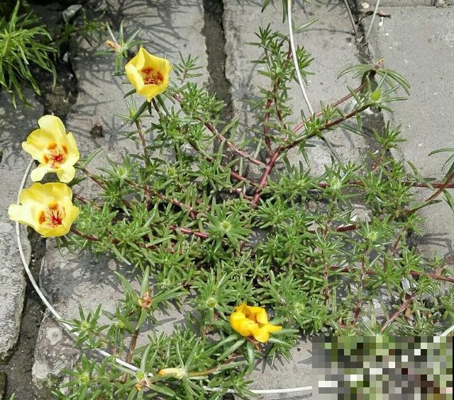 真正的花坚强,墙缝、地缝都能长,开花特别旺! 真正的花坚强,墙缝、地缝都能长,开花特别旺!