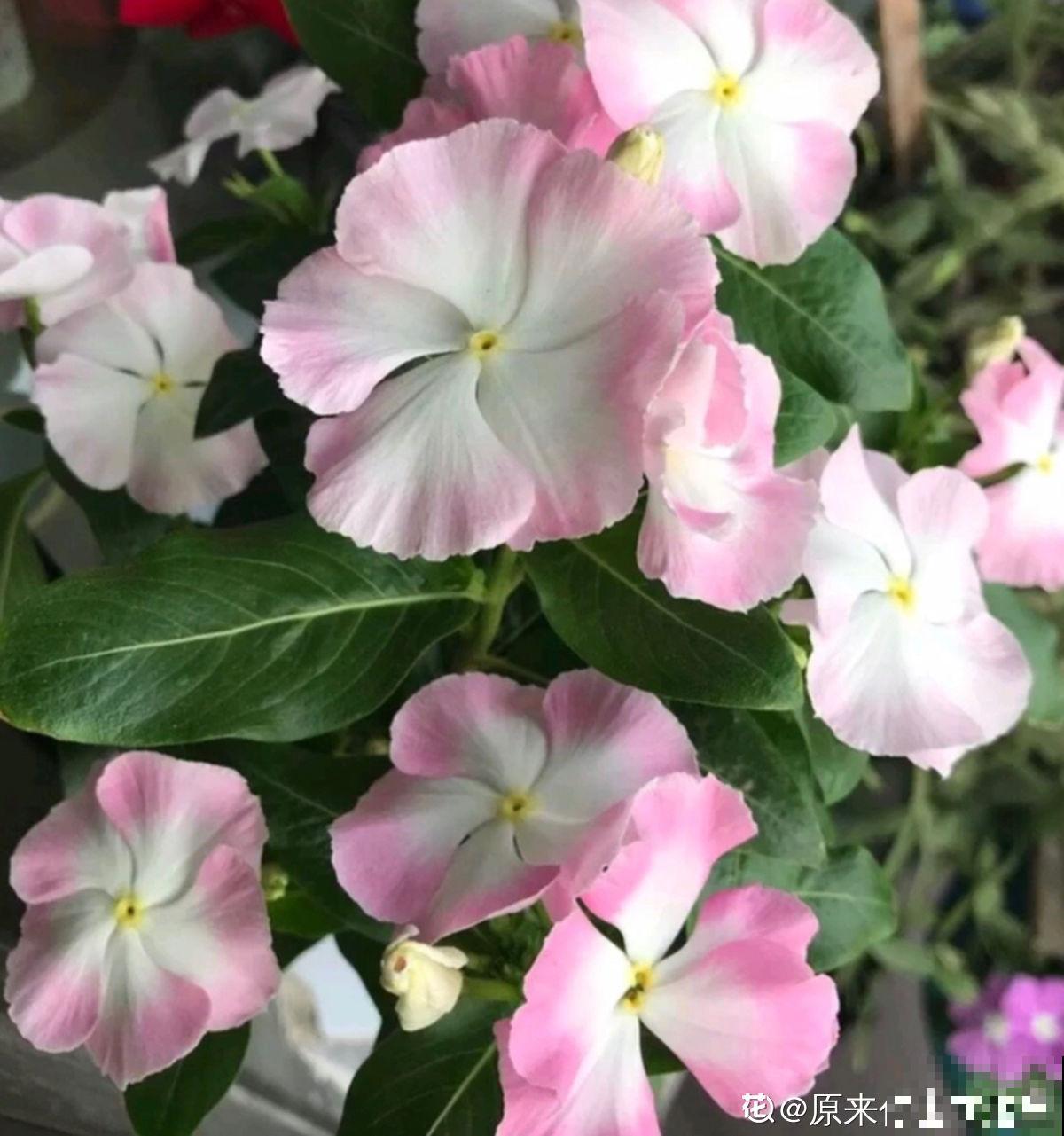 长春花原来有这么多品种,粉色的最大众,紫色的最仙! 长春花原来有这么多品种,粉色的最大众,紫色的最仙!