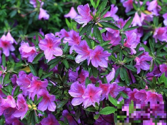 地栽的花就是强大，屋外疯长一院子，屋内孱弱不开花