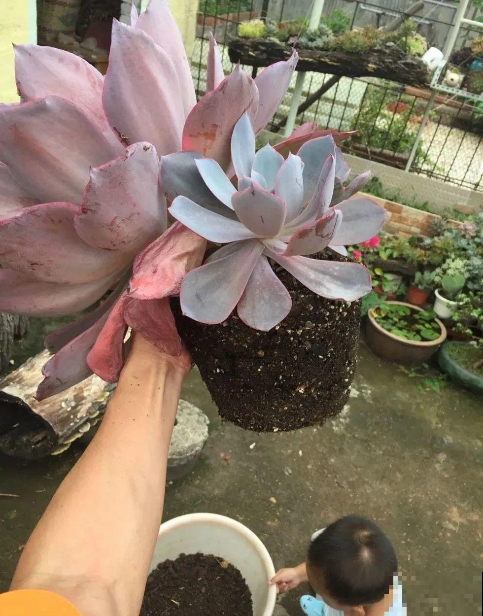 花也能成精，养成巨无霸，一次开花50朵，比小孩还高！
