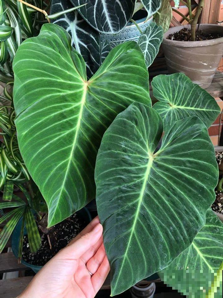 特干净的10种花,天热养一盆,家里特凉快! 特干净的10种花,天热养一盆,家里特凉快!