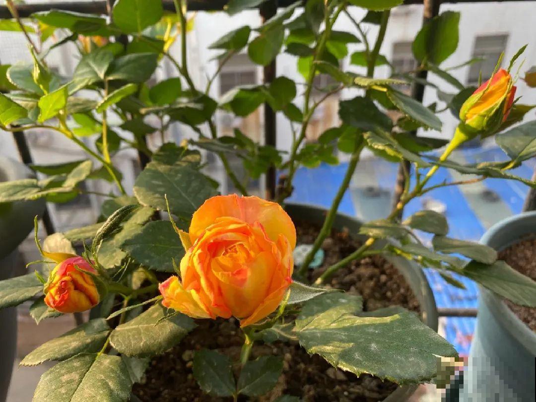 夏天啥花都可以不养，唯独这一种，不养亏大了！