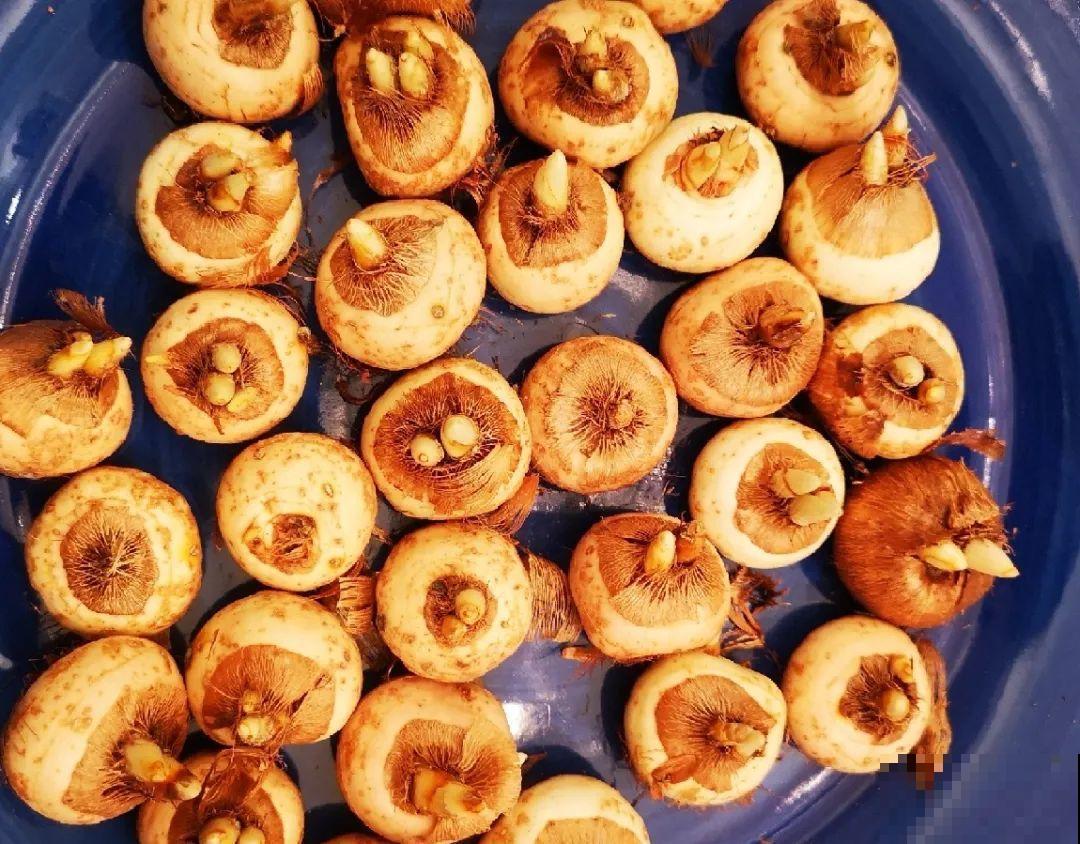 院子里超适合养番红花，开花鲜艳多彩，下雪也不耽误开花