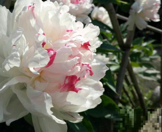 中国名花，五月花神，一开就惊艳全场！