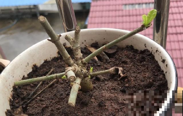 花出现黄叶打蔫，千万别扔，还能救回来！