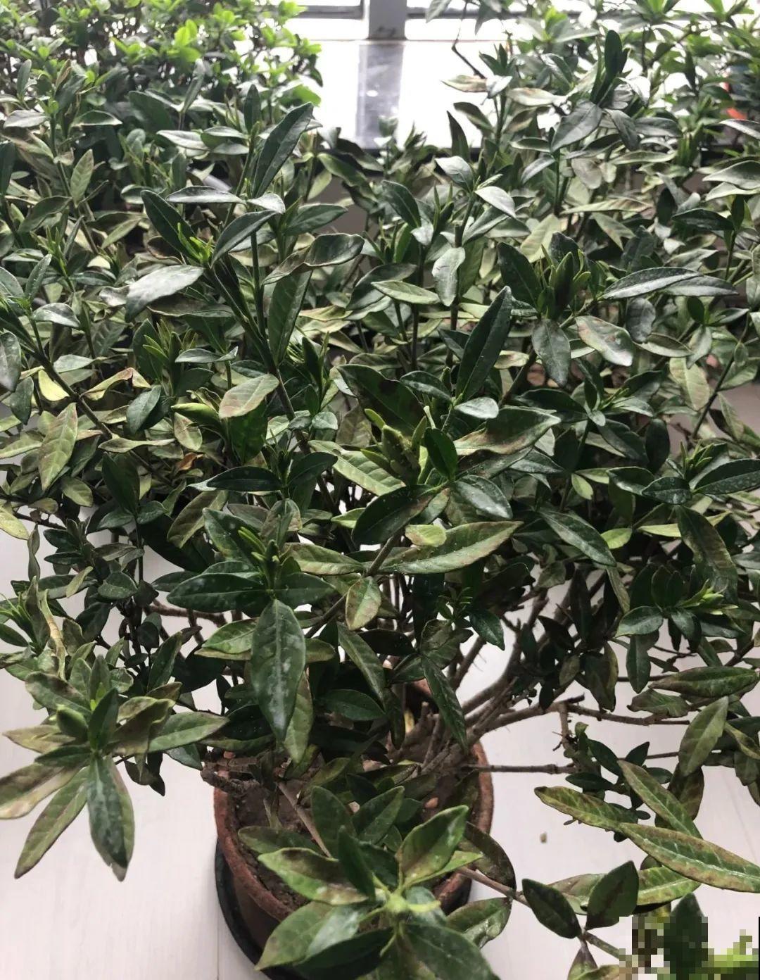 夏天花卉叶子哗哗掉,赶紧遮阴,不然掉成光杆司令 夏天花卉叶子哗哗掉,赶紧遮阴,不然掉成光杆司令