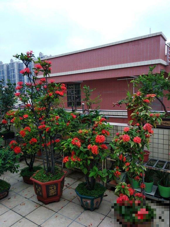 6种“红色”花,一开一大片,疯长起来拦不住! 6种“红色”花,一开一大片,疯长起来拦不住!