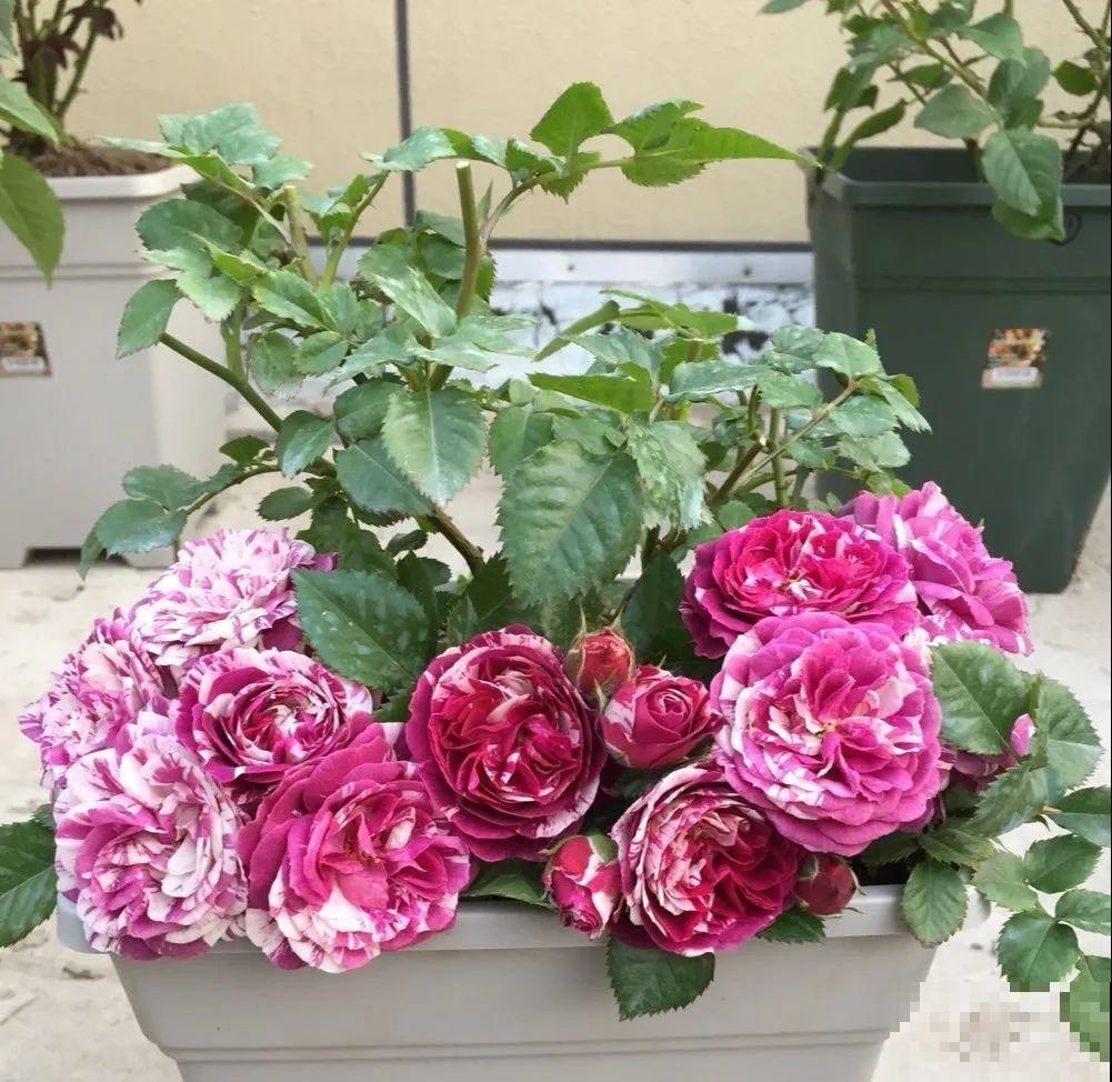 8种花，5月要赶紧修剪，剪完了还能窜新芽