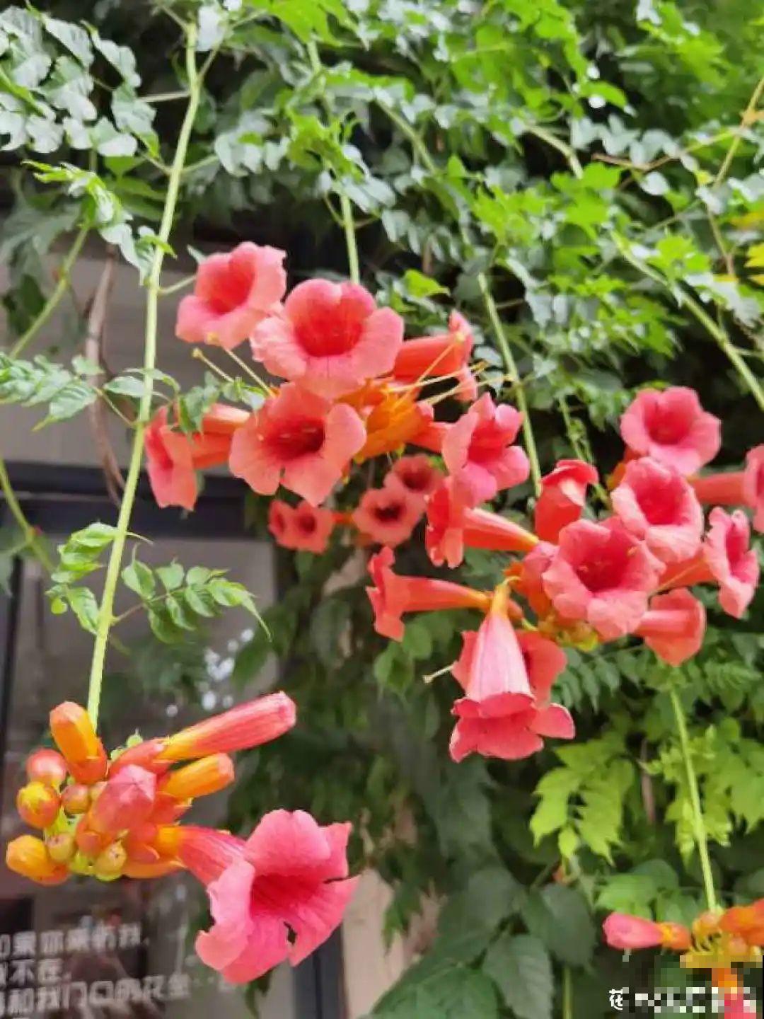 家里养这20种花,呼呼开花,花多得看不见叶 家里养这20种花,呼呼开花,花多得看不见叶