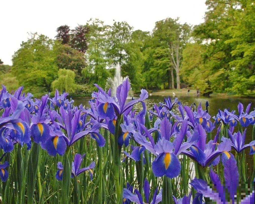 3块钱一颗的花，丢土里开花一大片，大冬天也能养！