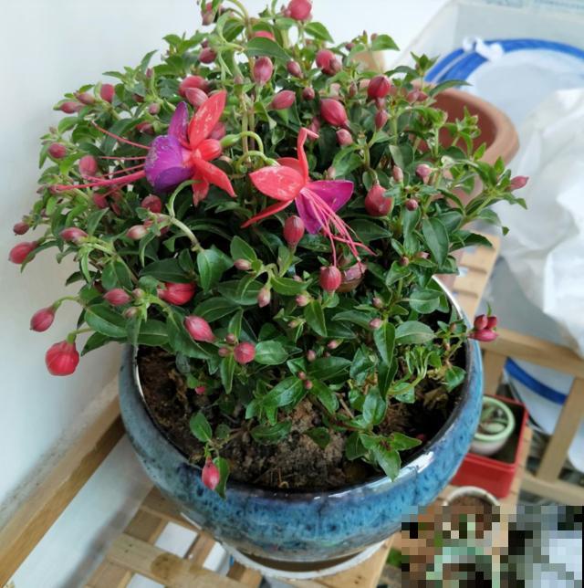 北阳台养花,选对植物,也能造个小花园! 北阳台养花,选对植物,也能造个小花园!