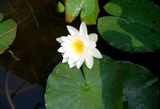 这几种花“爱睡觉”,一朵花只能开一天,早上开了晚上睡! 这几种花“爱睡觉”,一朵花只能开一天,早上开了晚上睡!