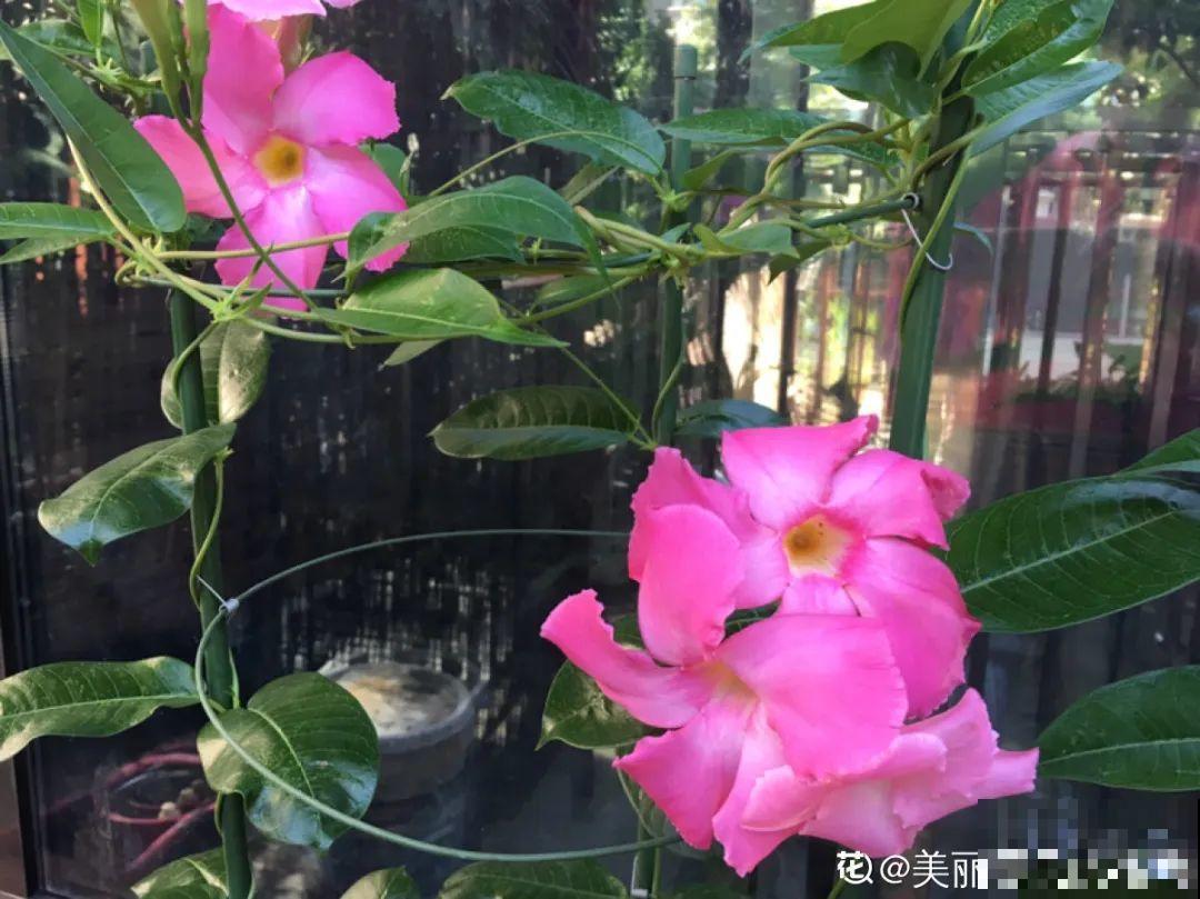 这20种花，晒不死、热不死，天热一直狂开花！