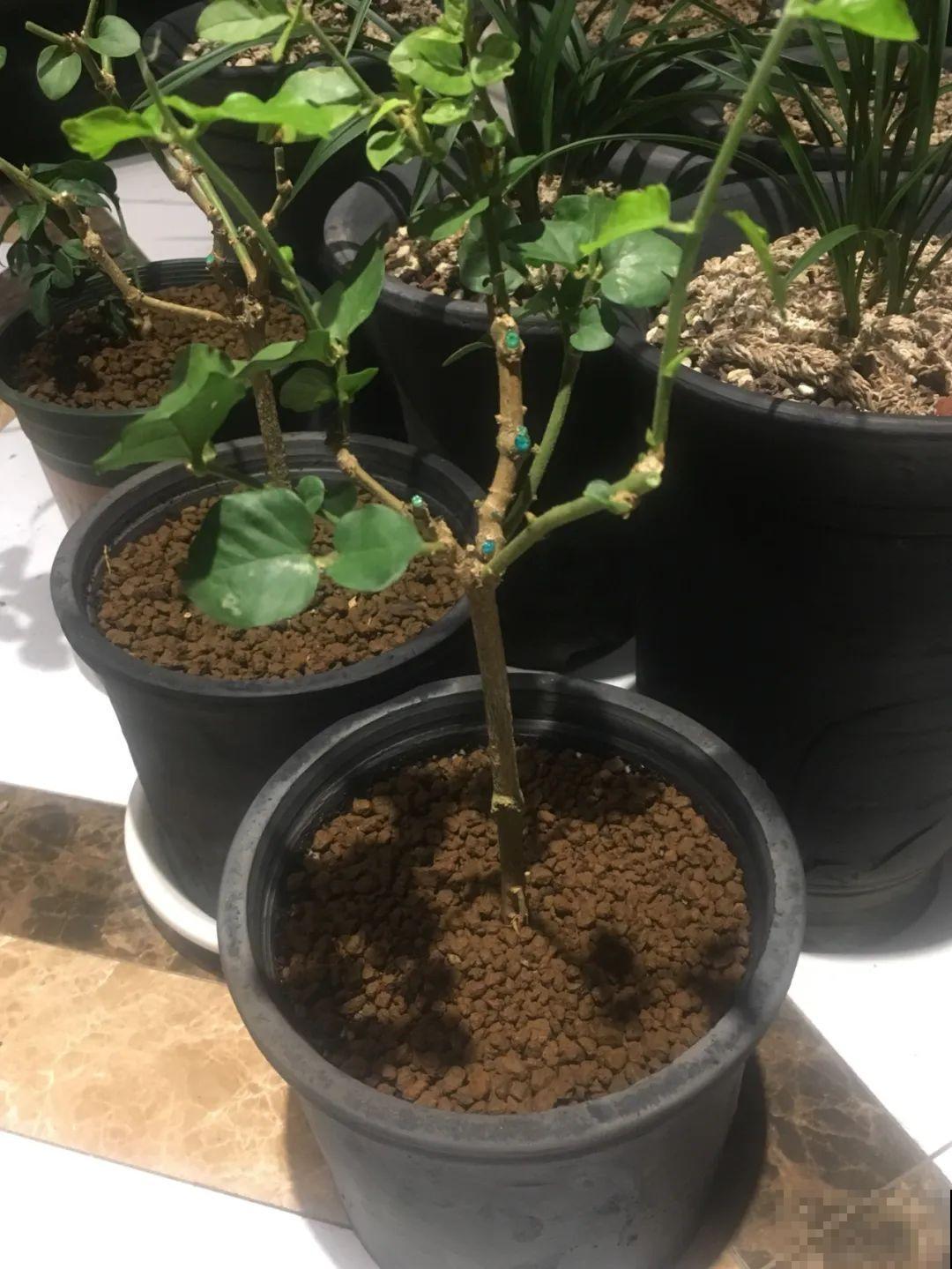 茉莉花后赶紧剪,剪完就开花,一直剪一直开! 茉莉花后赶紧剪,剪完就开花,一直剪一直开!