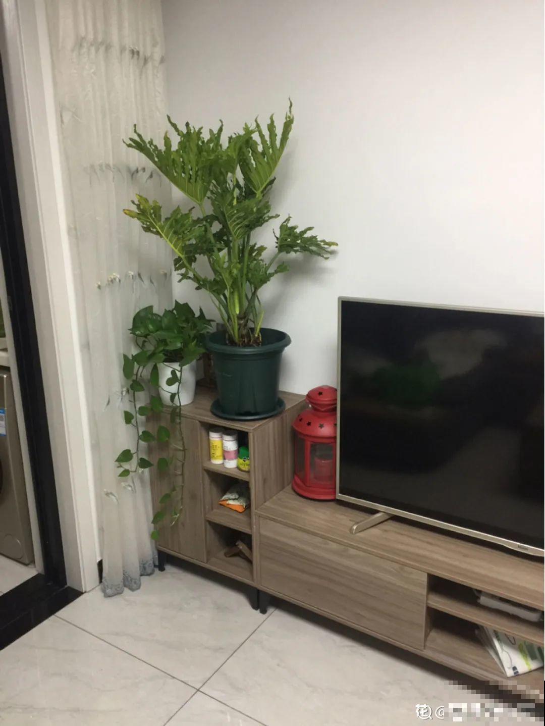 夏天养花,这个地方千万别摆,否则3天死翘翘! 夏天养花,这个地方千万别摆,否则3天死翘翘!