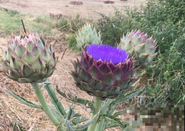 路边一种野菜，味道超级好吃，没想到开花也好看！