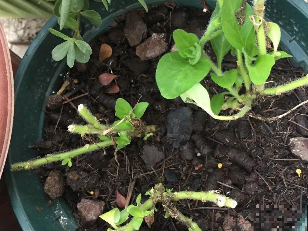 8种花，5月要赶紧修剪，剪完了还能窜新芽