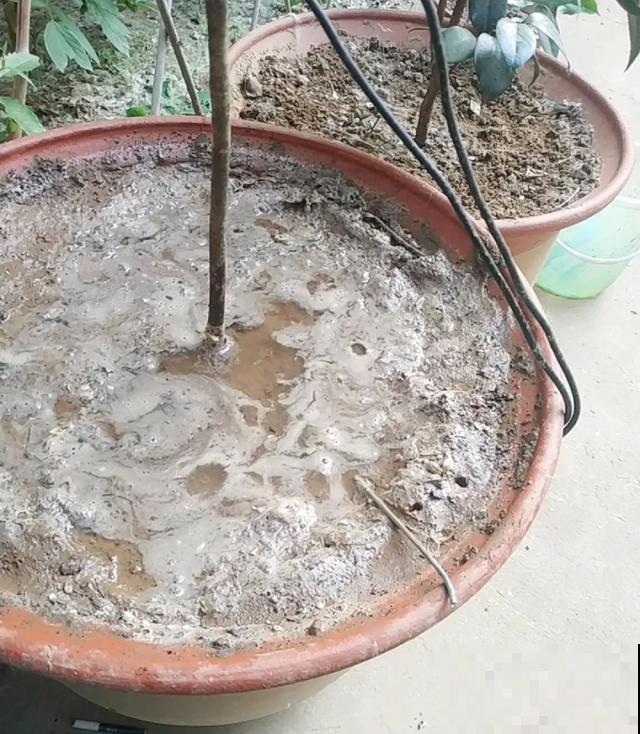 8种花,天热不能换盆,换了3天必死! 8种花,天热不能换盆,换了3天必死!