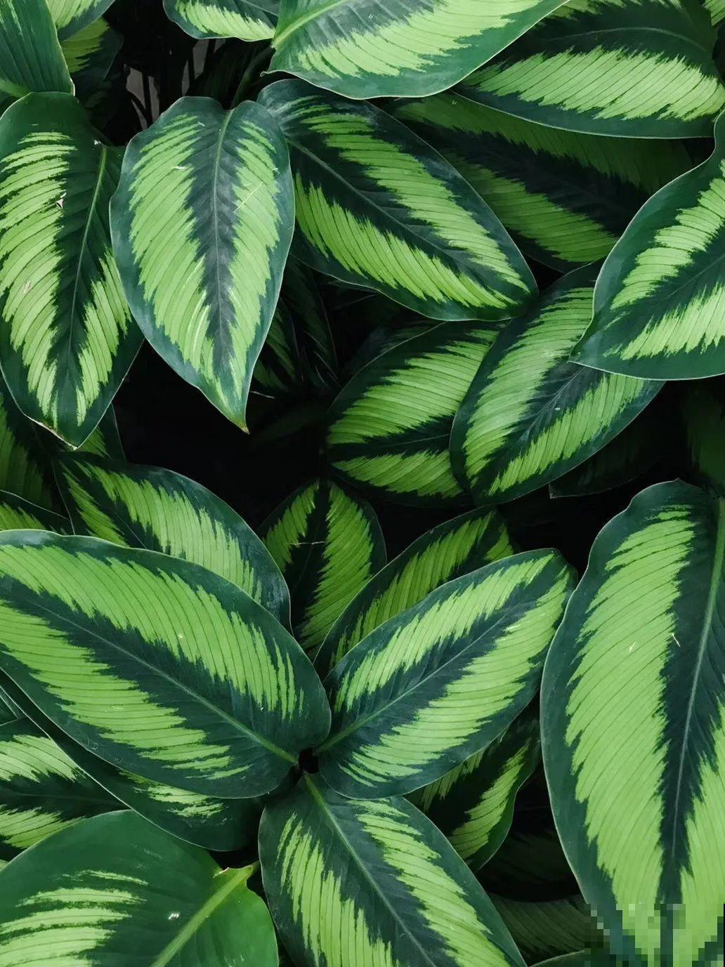 特干净的10种花,天热养一盆,家里特凉快! 特干净的10种花,天热养一盆,家里特凉快!