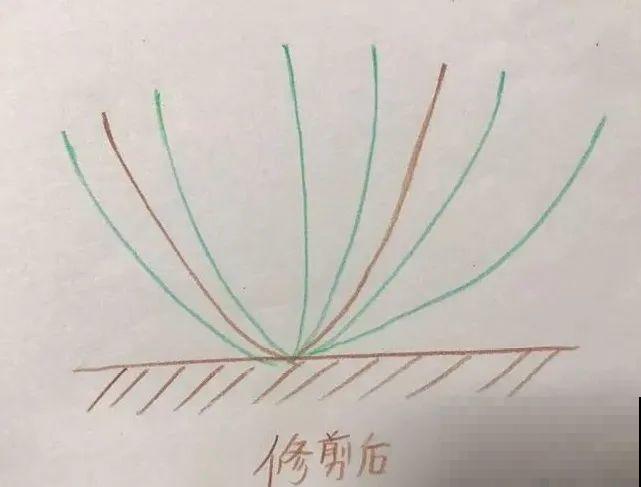 修剪时间到了，有这花赶紧剪，剪完很快又开花！
