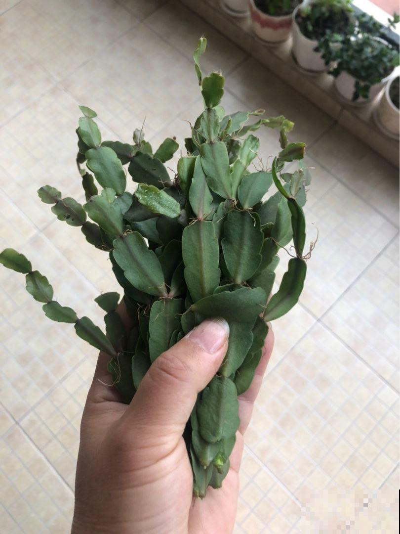 蟹爪兰总是烂根，不如让它和仙人掌合体，生命力旺好几倍！