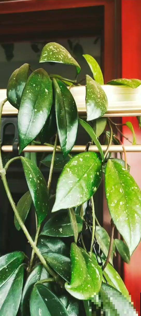 焯菜水你都倒掉？简直是浪费，倒花盆里花草呼呼猛蹿！