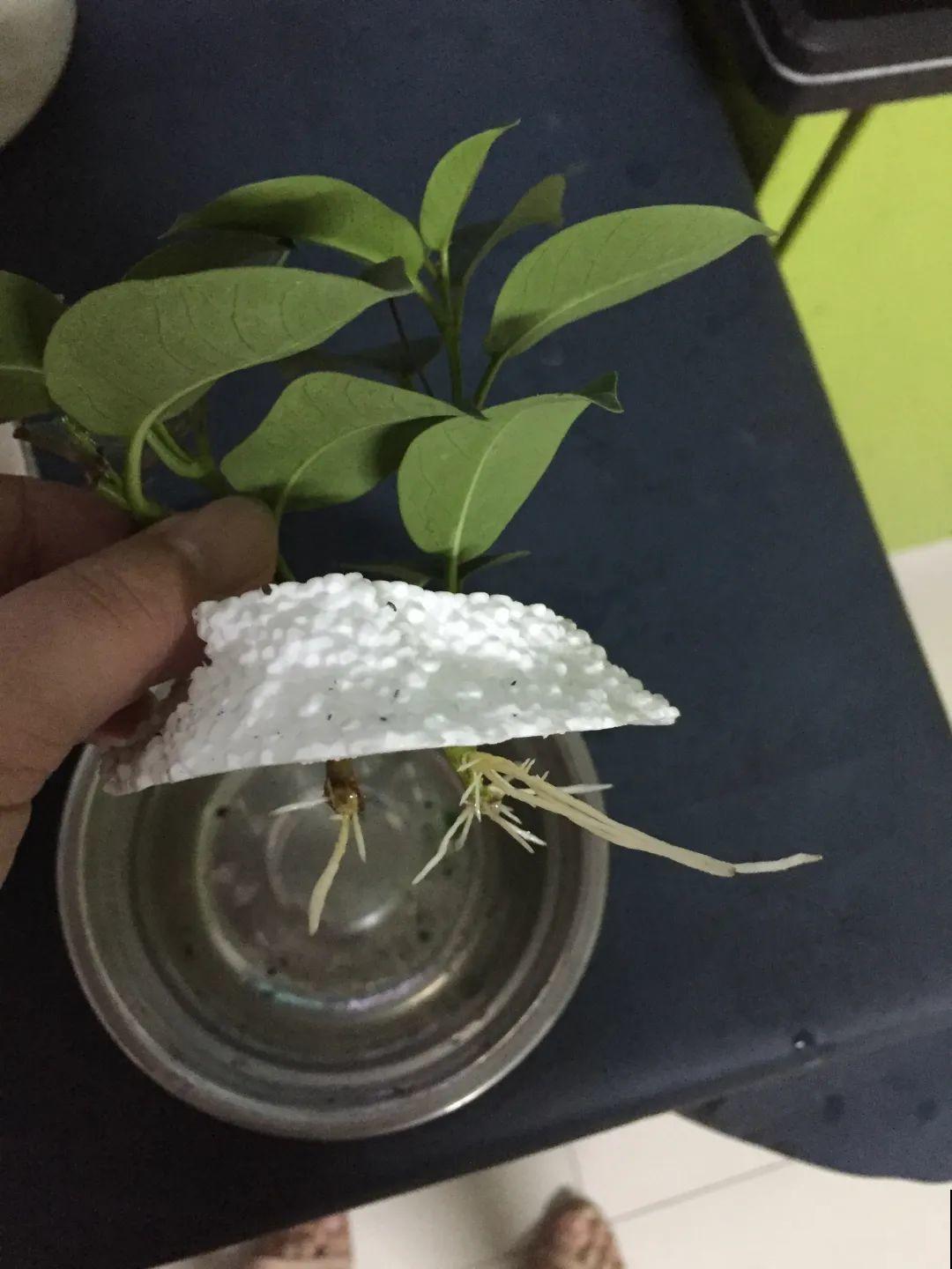 越热越开花的红蝉花，1个月窜2米，开成漂亮花瀑布！