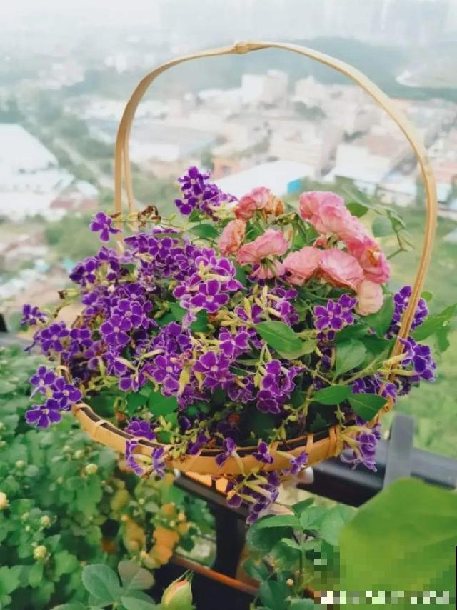 活的“香水花”，开一朵，家里香气飘飘！