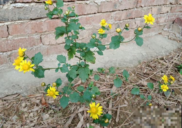 老中医都爱养的5种花，花朵泡茶特养身，越喝越健康！