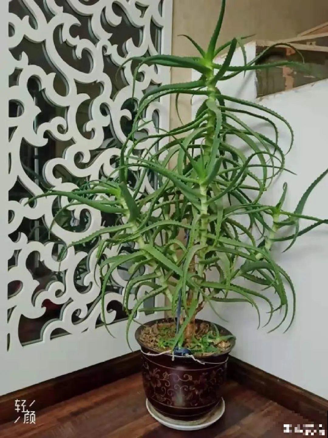 家里的花长出这种叶，千万保护好，特别值钱！