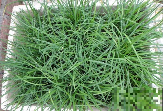阳台种韭菜，菜根埋土里，10天就能割一茬！