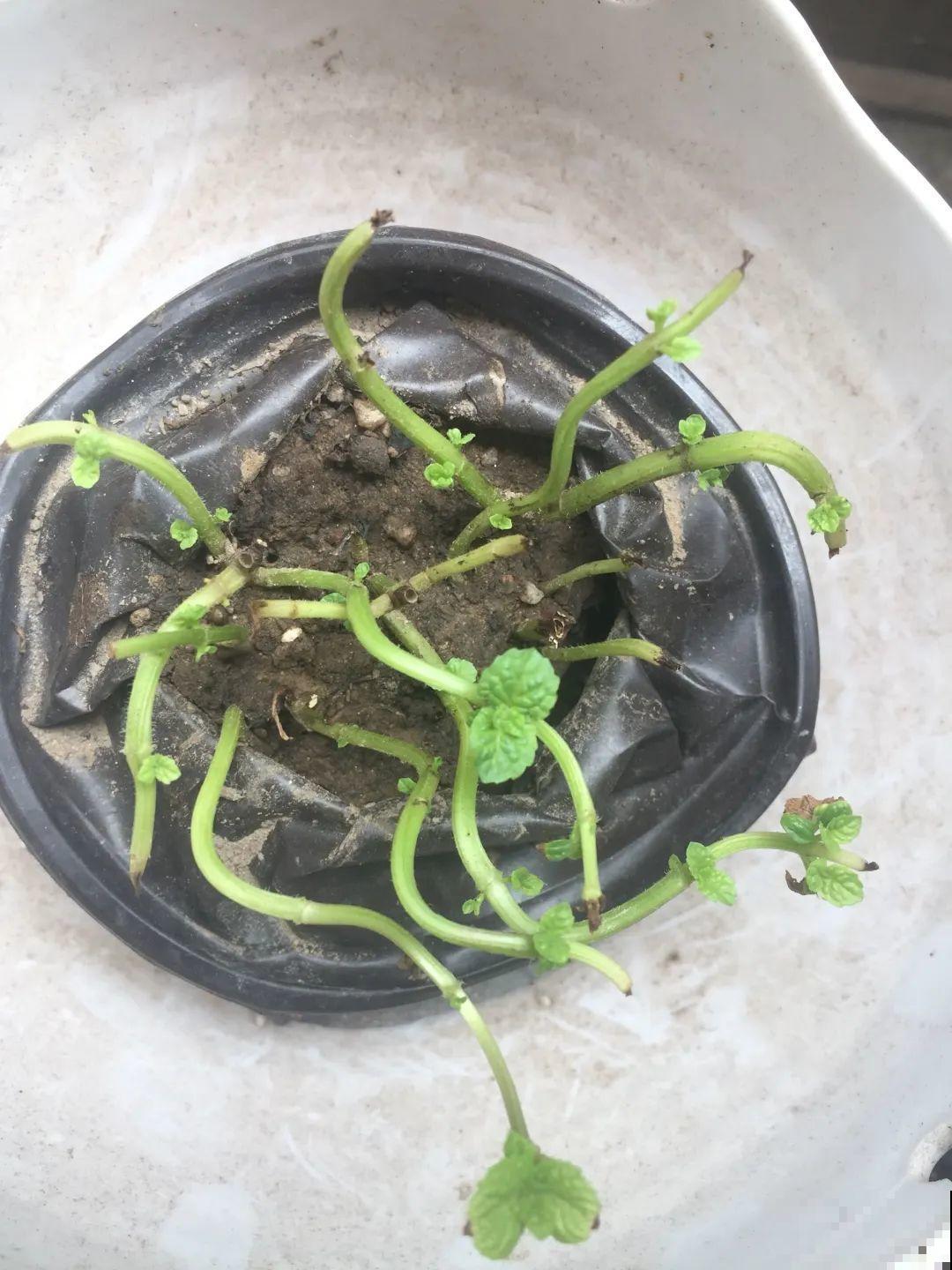 夏天花卉叶子哗哗掉,赶紧遮阴,不然掉成光杆司令 夏天花卉叶子哗哗掉,赶紧遮阴,不然掉成光杆司令