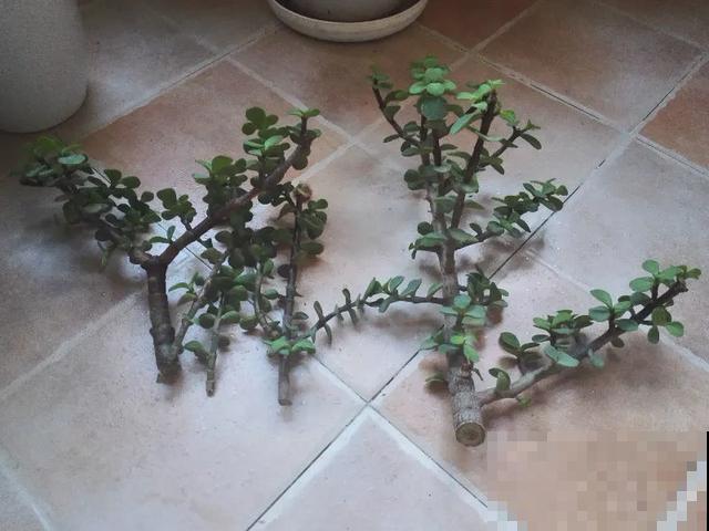 花出现黄叶打蔫，千万别扔，还能救回来！