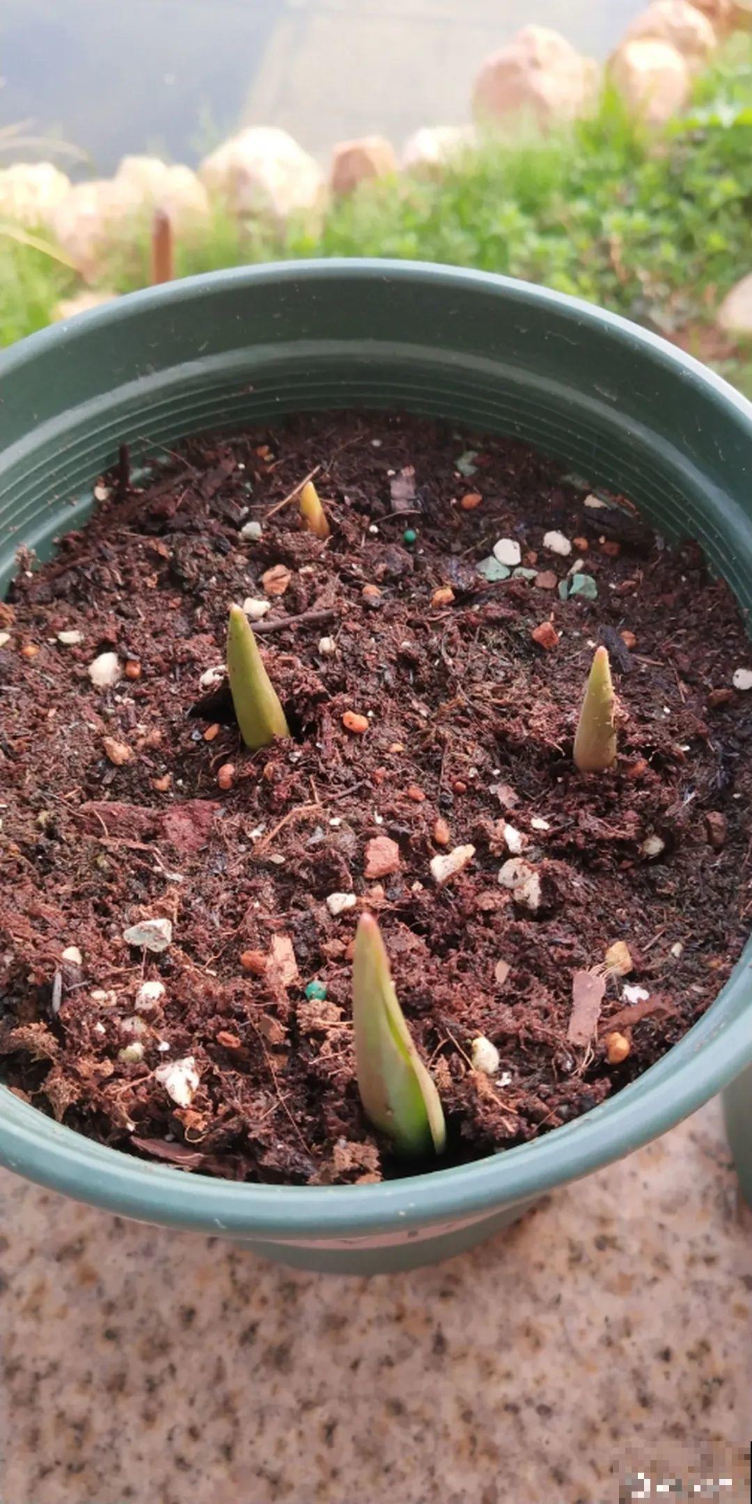 白胖的“大蒜”埋土里,1个月就开花,香味清新淡雅有格调! 白胖的“大蒜”埋土里,1个月就开花,香味清新淡雅有格调!