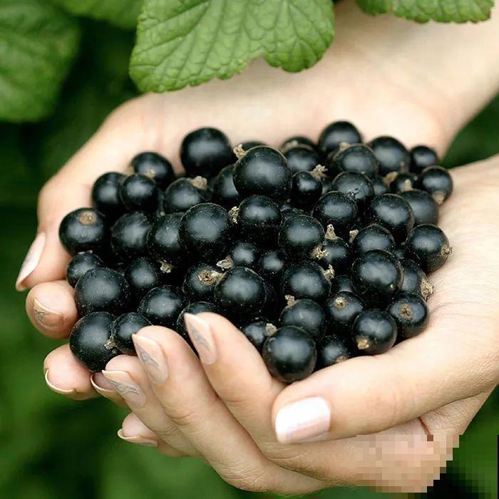 院子里种棵果树，结果又大又多，清凉又解渴